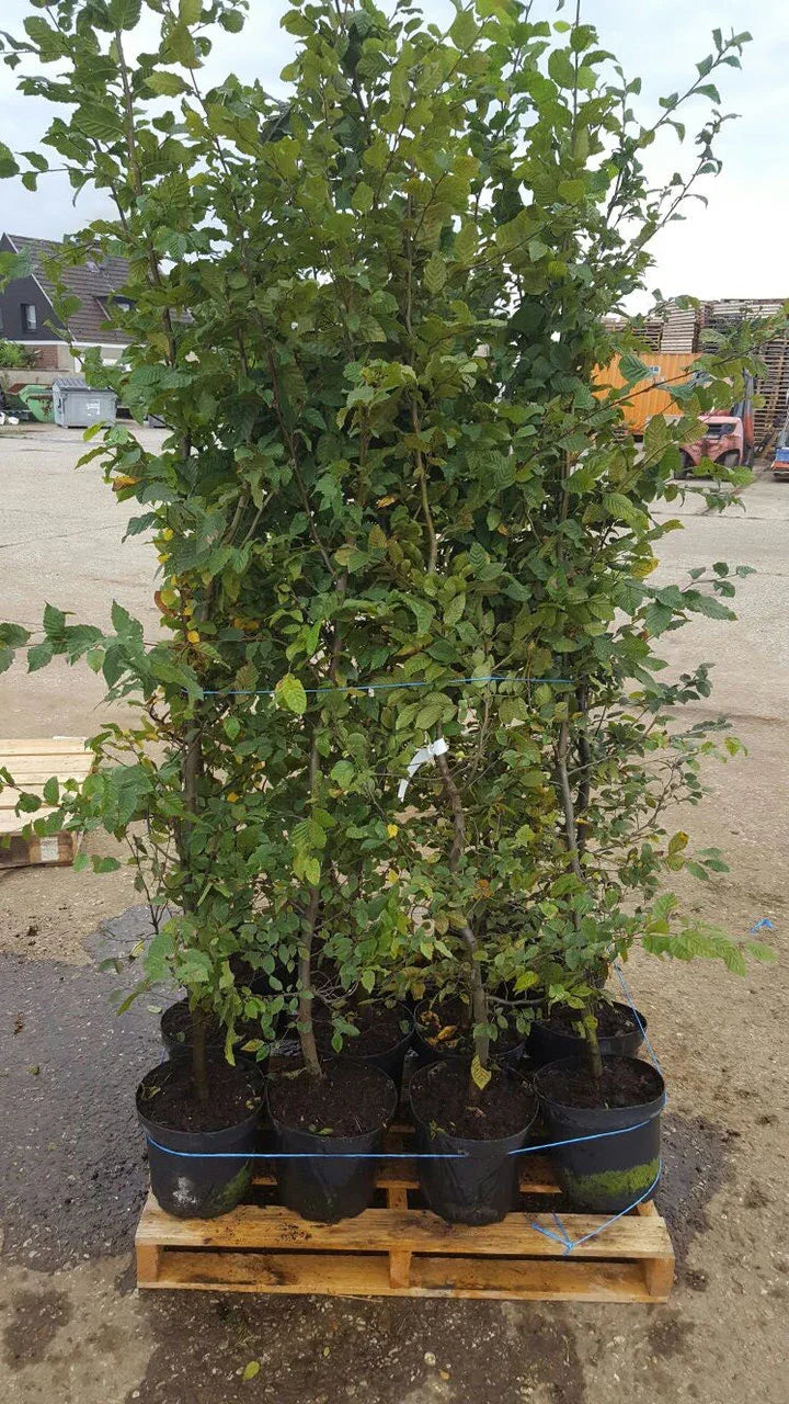Hainbuche - Carpinus betulus 150 - 175 cm Topfware - Heckenpflanzen Thelen