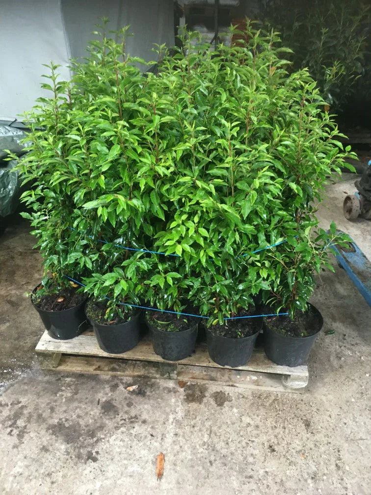 Portugiesischer Kirschlorbeer Angustifolia Höhe 60-80 cm Topfware - Heckenpflanzen Thelen