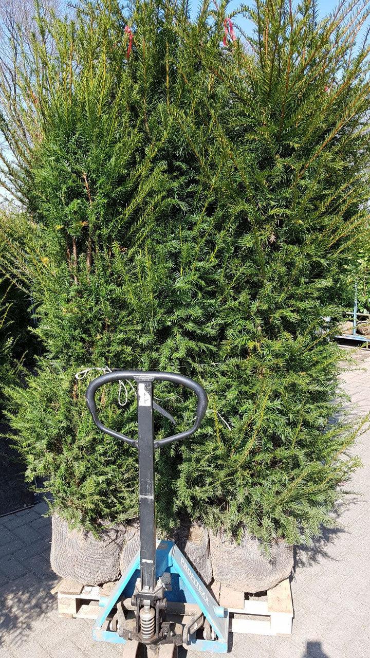 Heimische Eibe - Taxus baccata 160-180 cm Höhe - Heckenpflanzen Thelen