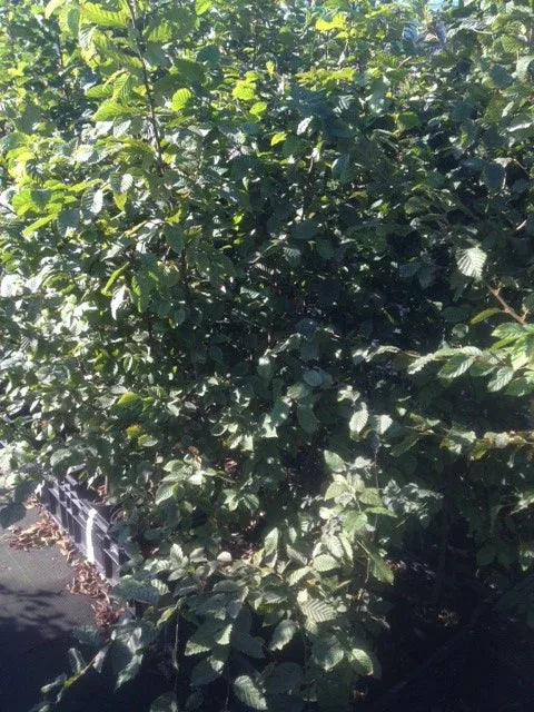 Hainbuche - Carpinus betulus 175 - 200 cm Topfware - Heckenpflanzen Thelen