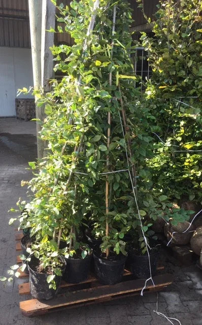 Hainbuche - Carpinus betulus 150 - 175 cm Topfware - Heckenpflanzen Thelen