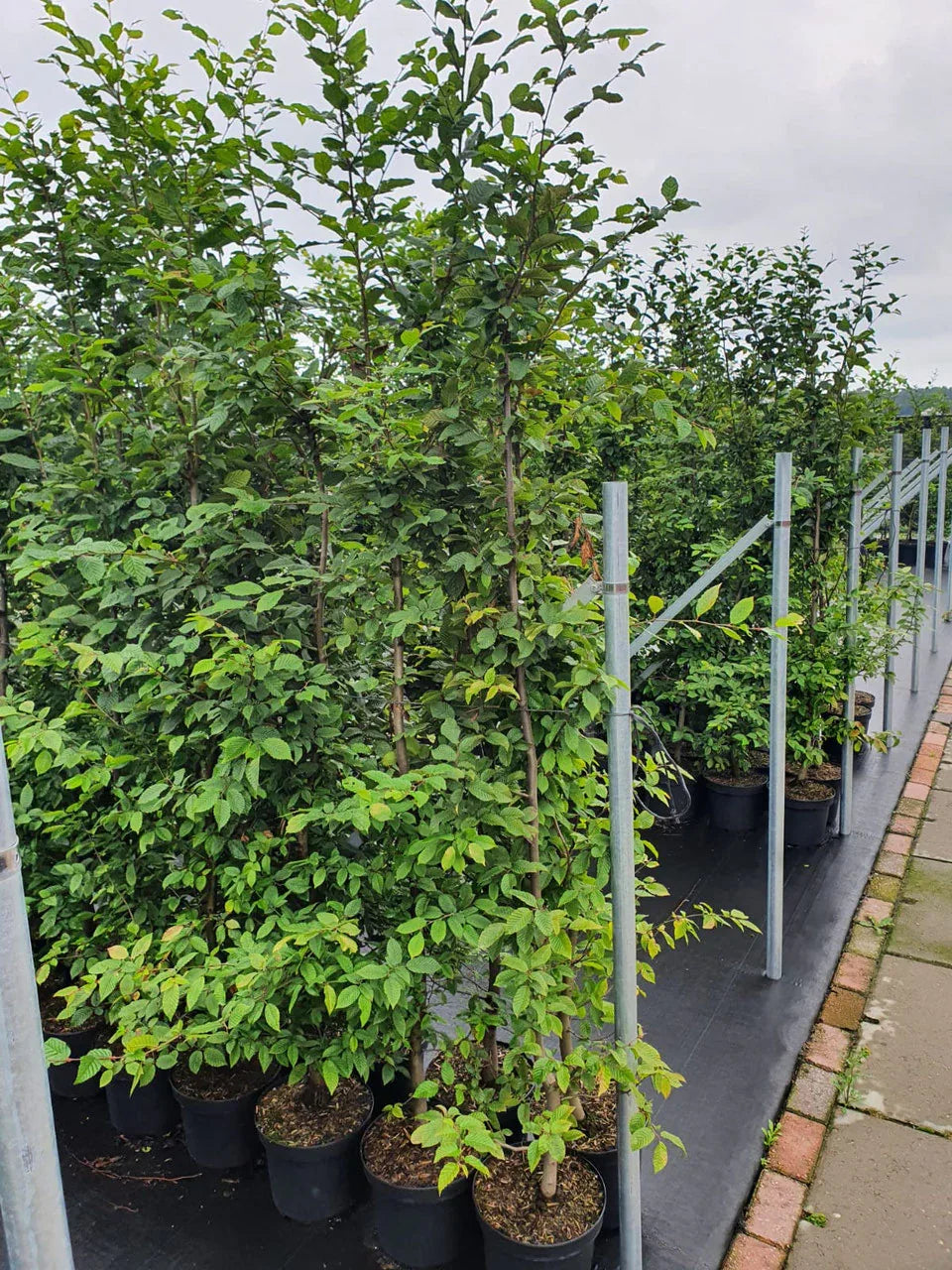 Hainbuche - Carpinus betulus 175 - 200 cm Topfware - Heckenpflanzen Thelen