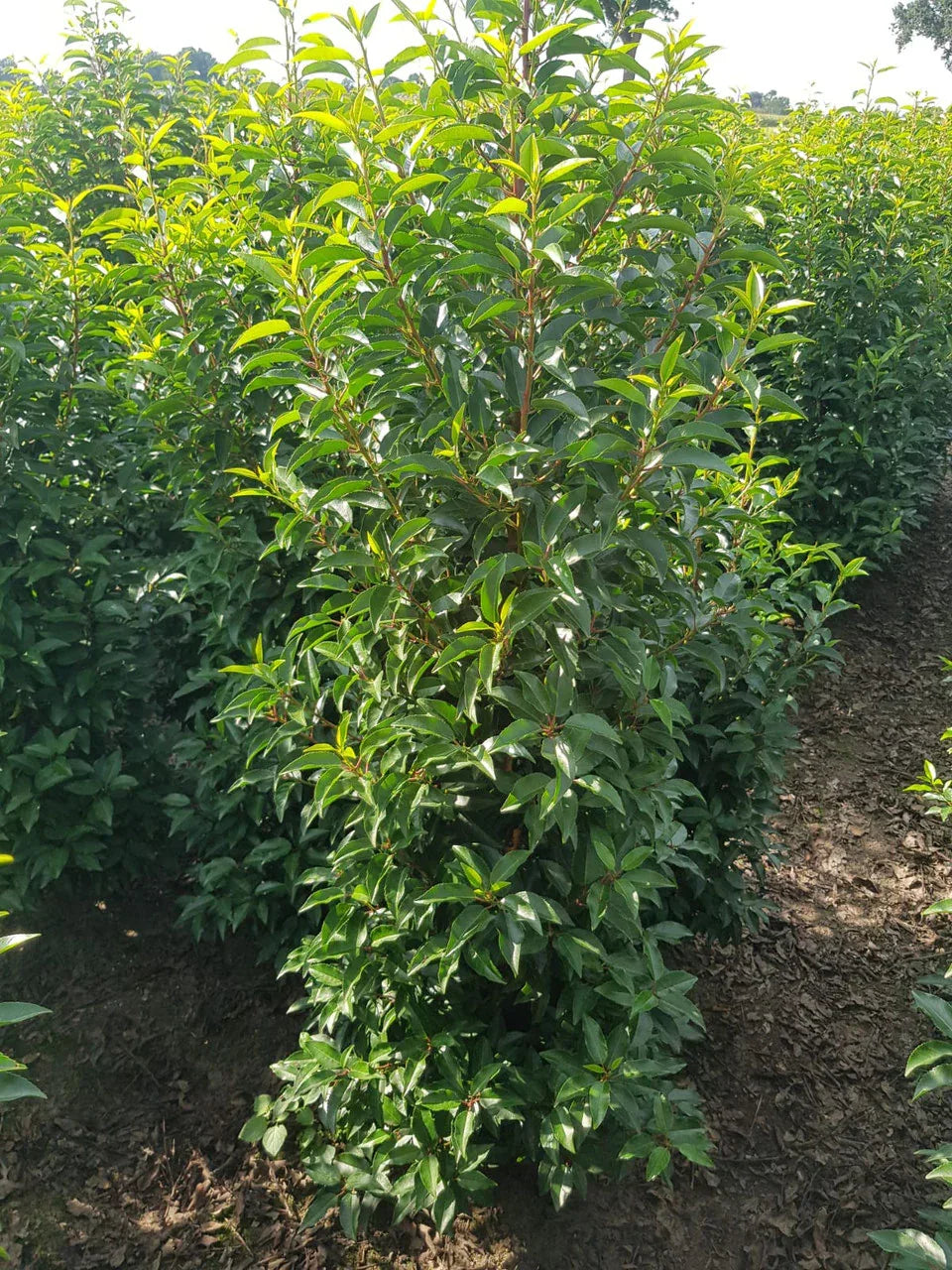 Portugiesischer Kirschlorbeer Angustifolia Höhe 140-160 cm Ballenware - Heckenpflanzen Thelen