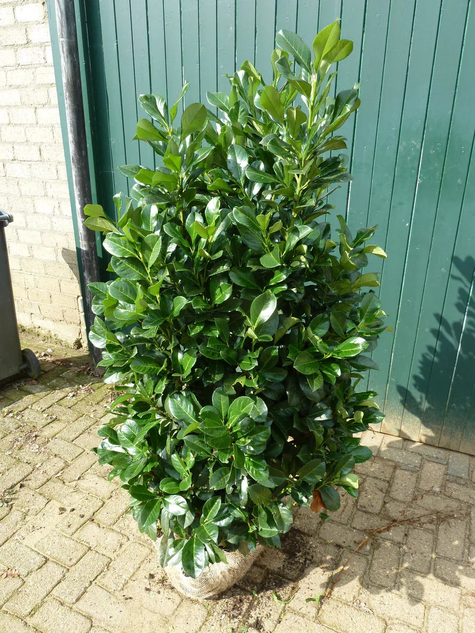 Kirschlorbeer Etna 120-140 cm Höhe - Heckenpflanzen Thelen