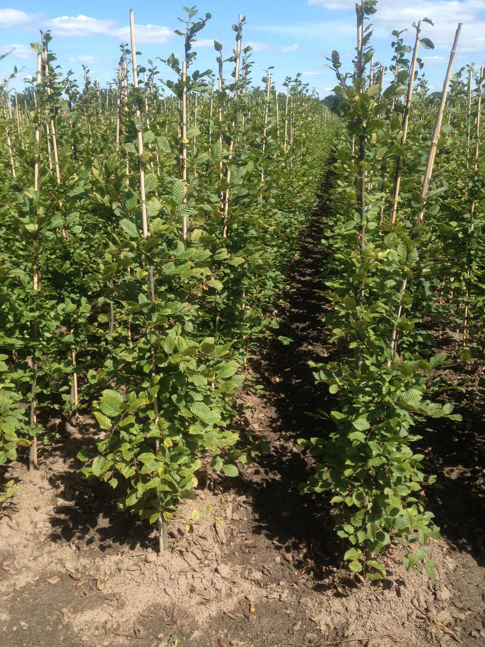 Hainbuche - Carpinus betulus 150 - 175 cm Ballenware - Heckenpflanzen Thelen