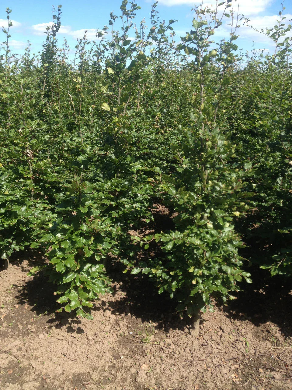 Rotbuche - Fagus sylvatica 125-150 cm Ballenware - Heckenpflanzen Thelen