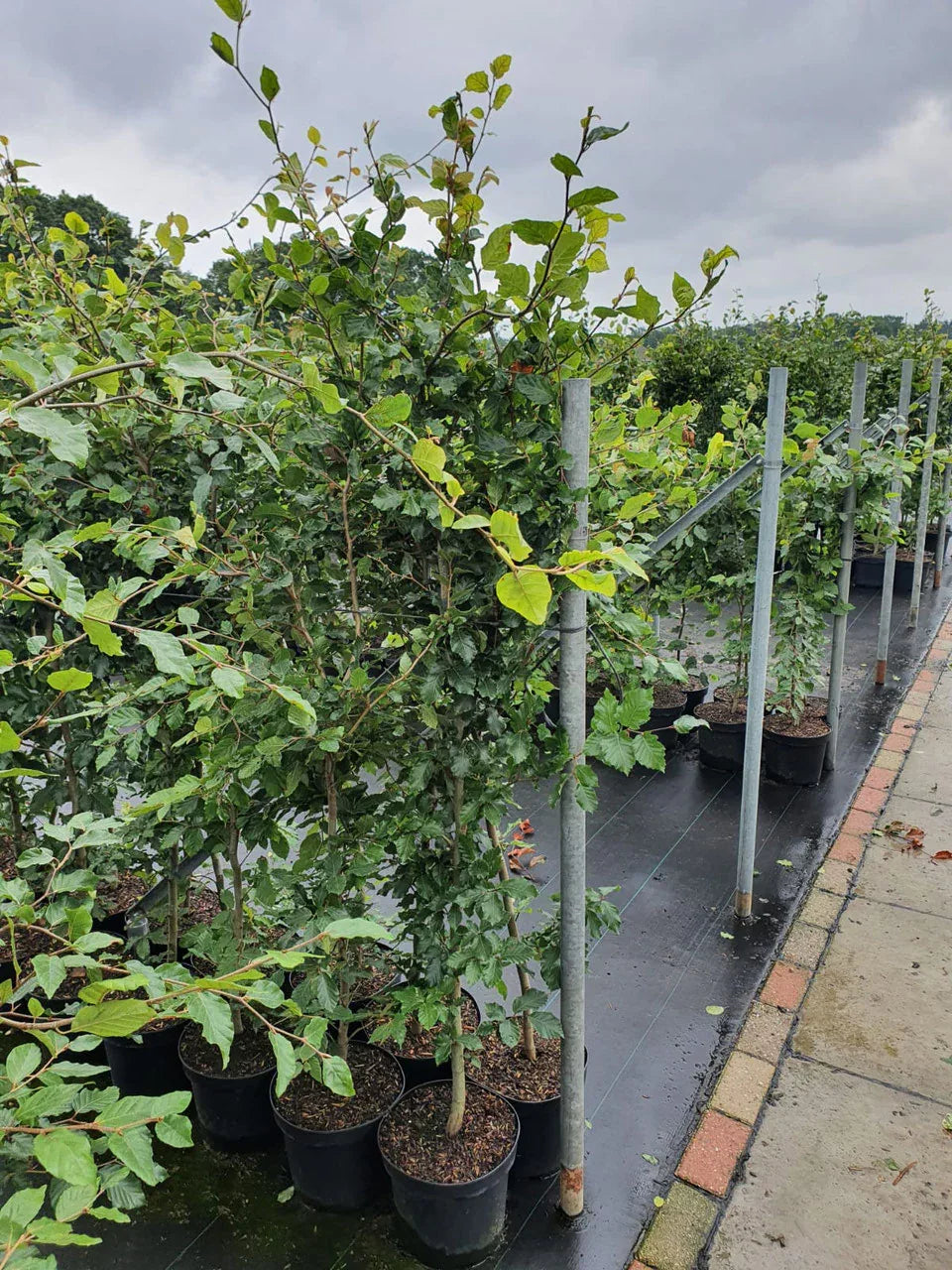 fagus sylvatica 150 175 Rotbuche