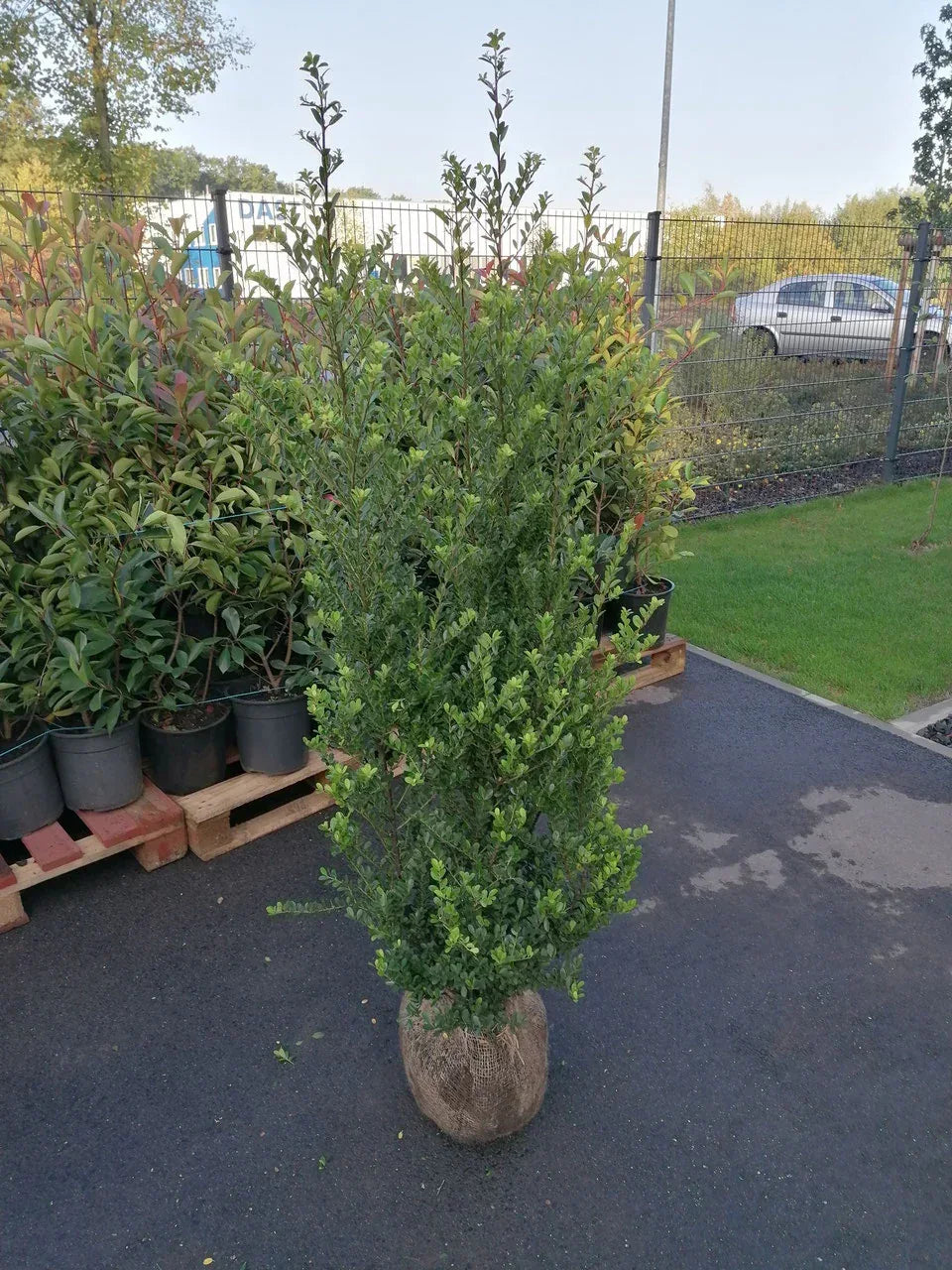 Ilex crenata Green Hedge Höhe 80-100 cm - Heckenpflanzen Thelen