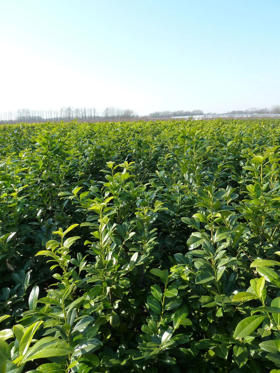 Kirschlorbeer Novita 100-125 cm Höhe Ballenware - Heckenpflanzen Thelen