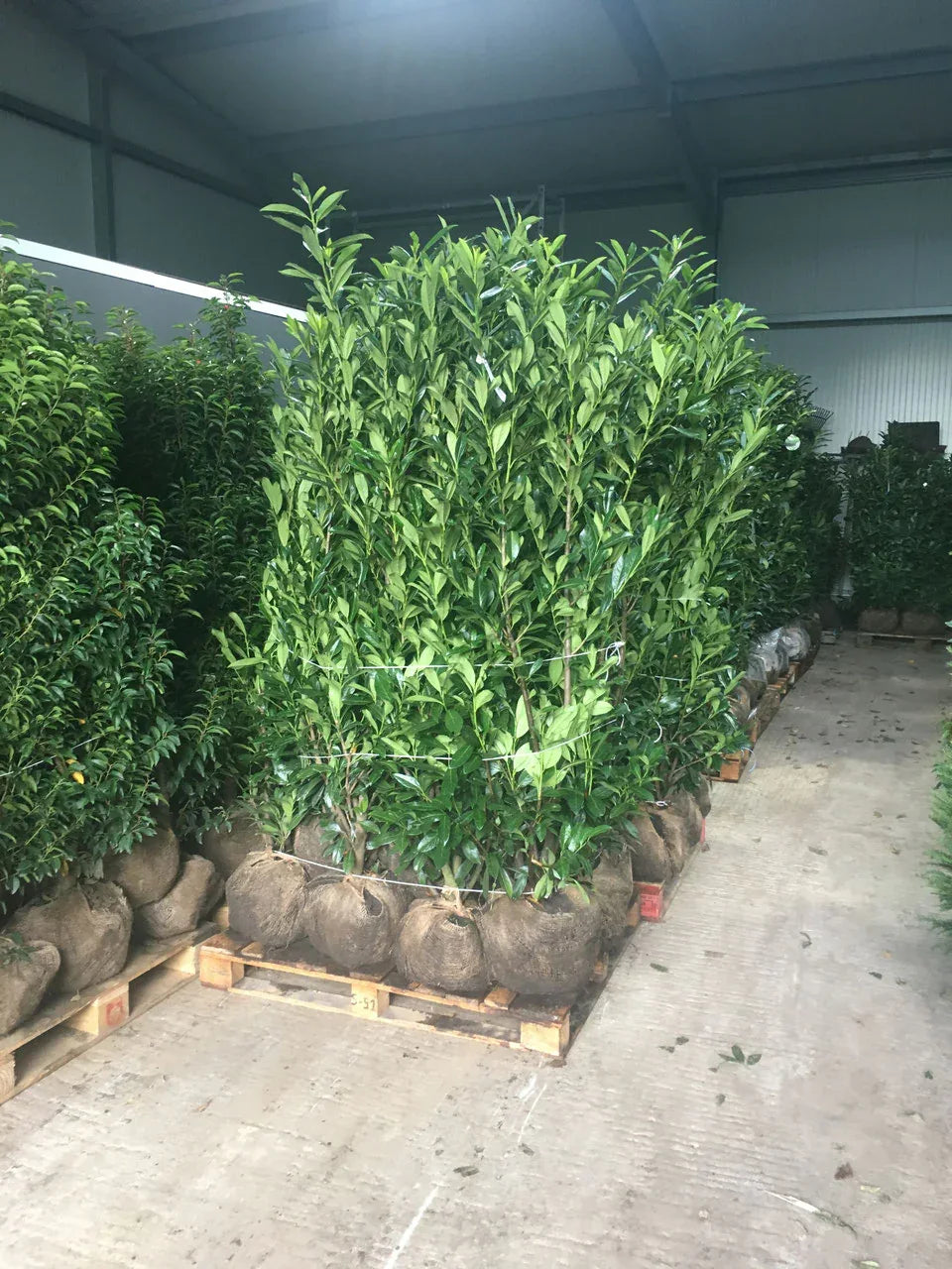 Kirschlorbeer - Kirschlorbeer Caucasica 180-200 cm Höhe Ballenware - Heckenpflanzen Thelen