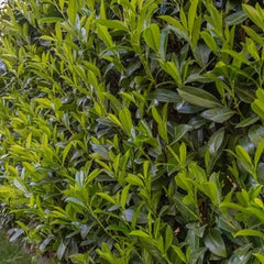 Collection image for: Kirschlorbeer