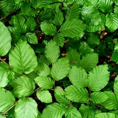 Collection image for: Buche