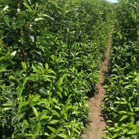 Portugiesischer Kirschlorbeer - Heckenpflanzen Thelen