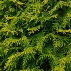 Collection image for: Zypresse