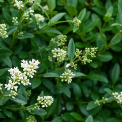 Collection image for: Liguster