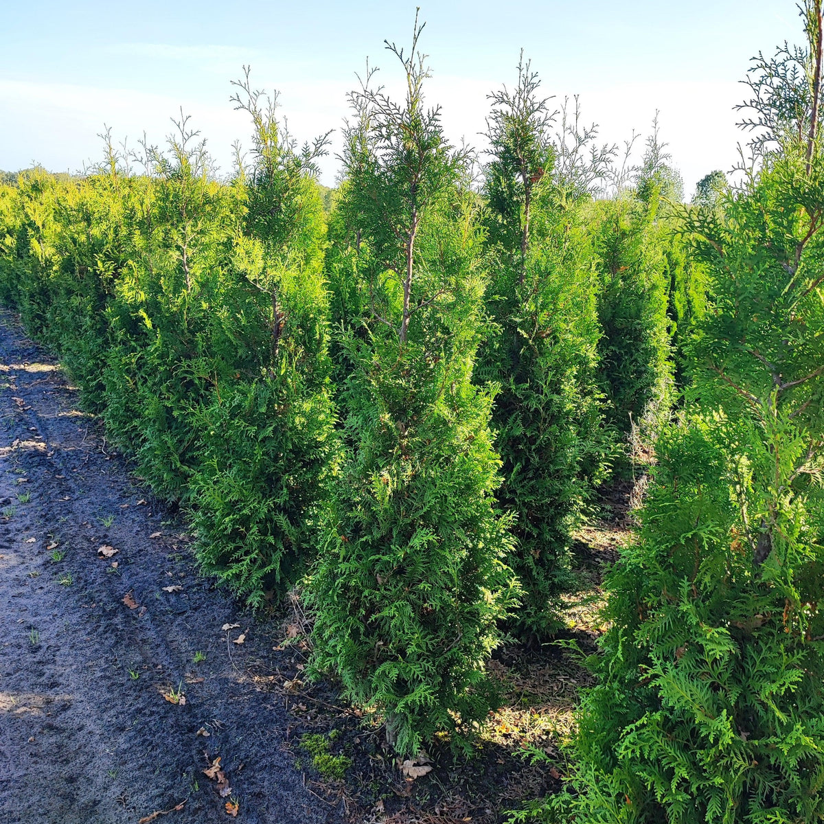 Thuja occidentalis Brabant online kaufen
