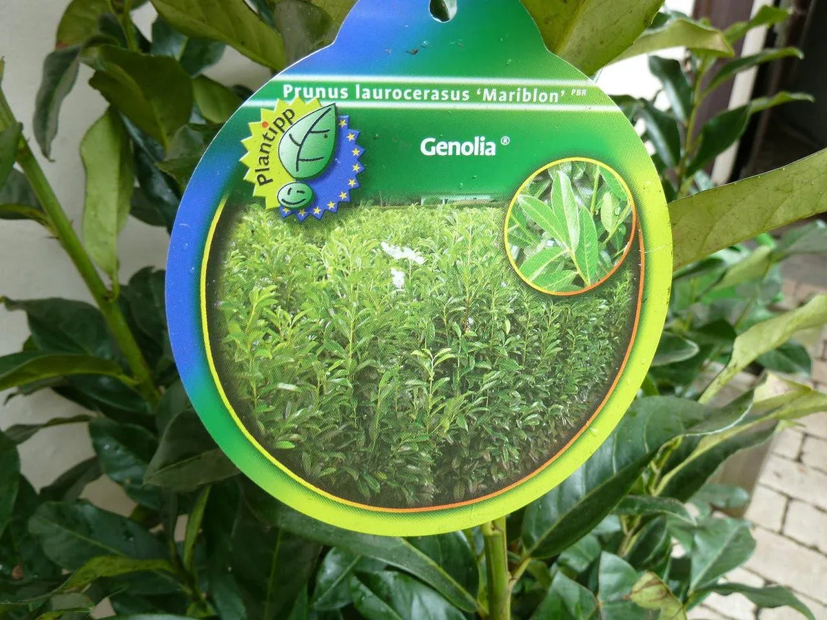 Kirschlorbeer Genolia - Heckenpflanzen Thelen