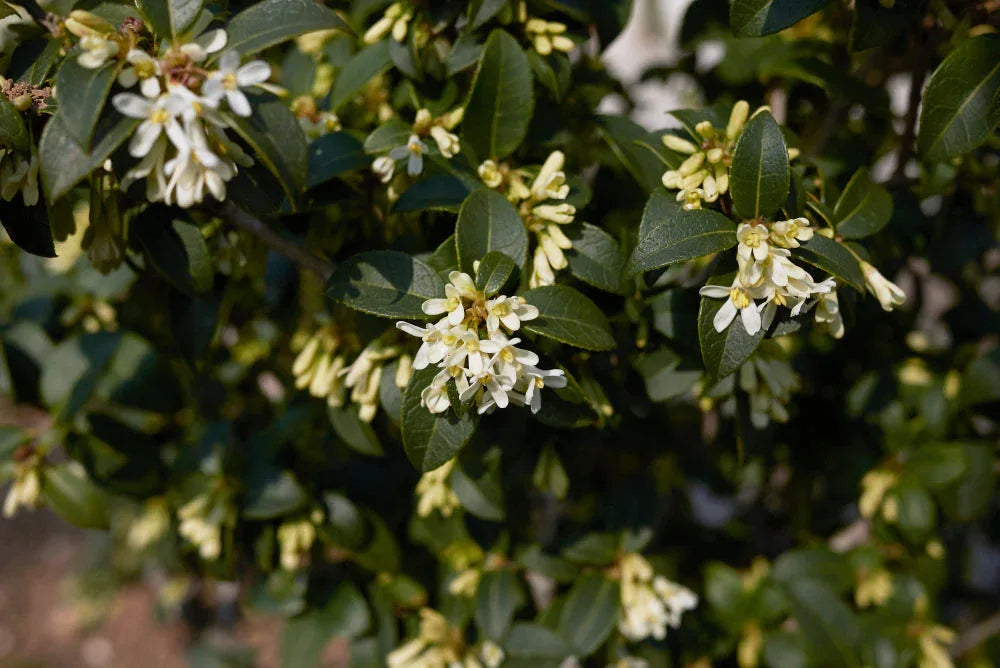 Duftblüte - Heckenpflanzen Thelen
