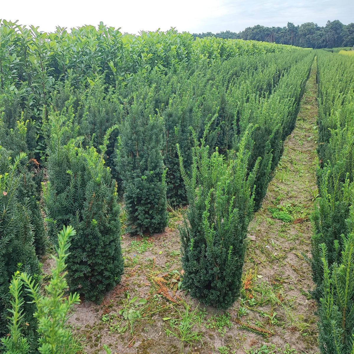 Bechereibe - Taxus media Hillii - Heckenpflanzen Thelen