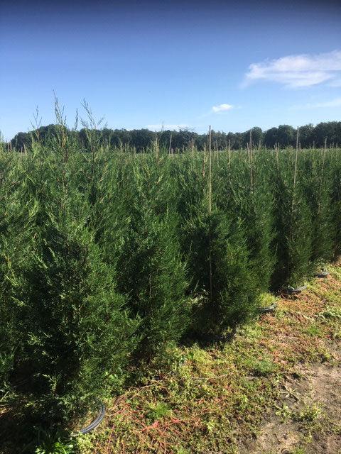 Leyland-Zypresse Typ 2001 - Heckenpflanzen Thelen