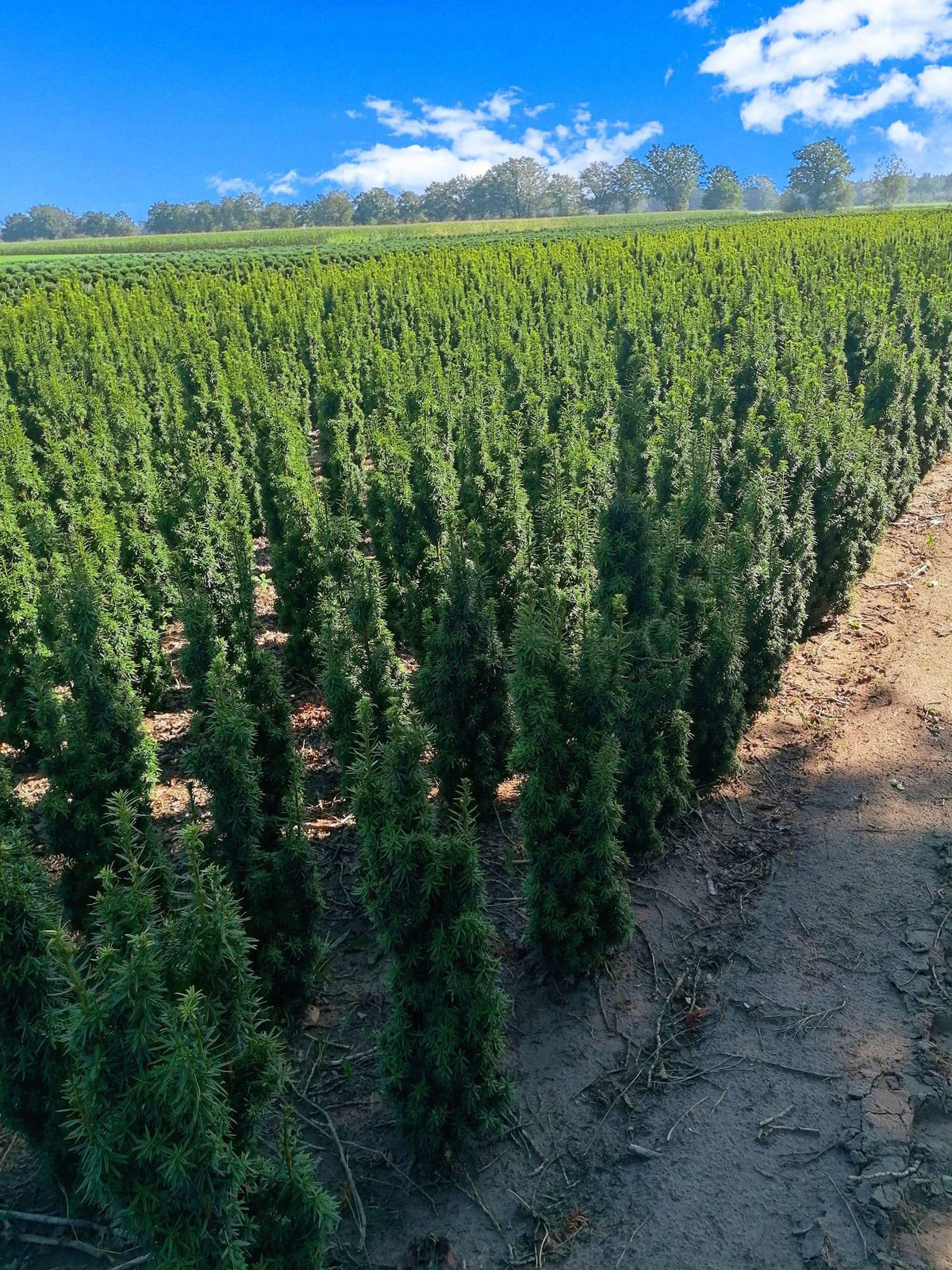 Schmale Säuleneibe - Taxus baccata Fastigiata Robusta - Heckenpflanzen Thelen