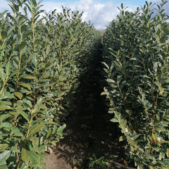 Kirschlorbeer Elly Banner