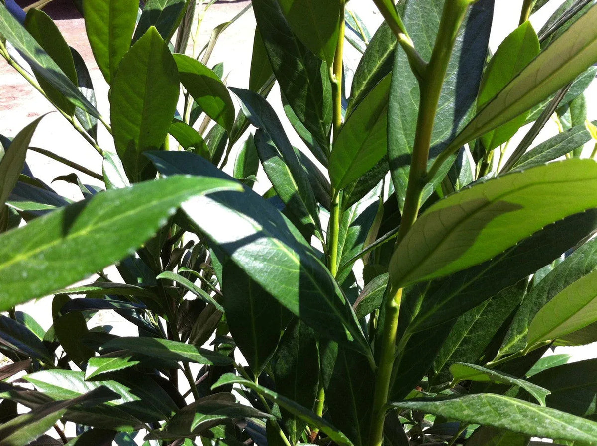 Kirschlorbeer Caucasica - Heckenpflanzen Thelen