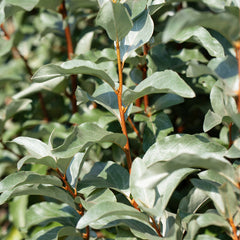 Collection image for: Ölweide