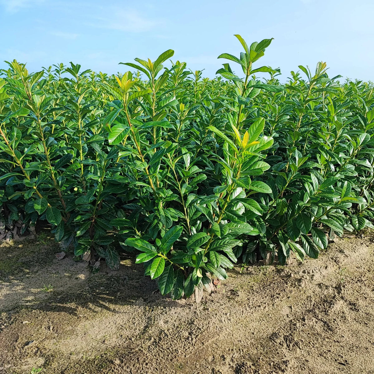 Kirschlorbeer Novita - Heckenpflanzen Thelen