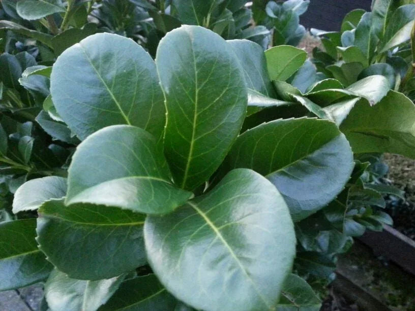 Kirschlorbeer Etna - Heckenpflanzen Thelen