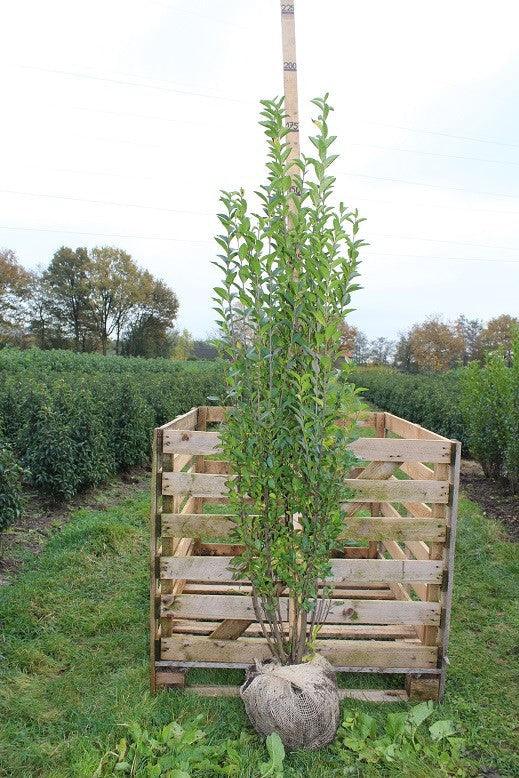 Ovalblättriger Liguster - Heckenpflanzen Thelen