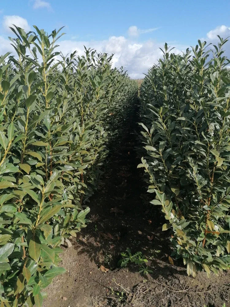 Kirschlorbeer Elly - Heckenpflanzen Thelen