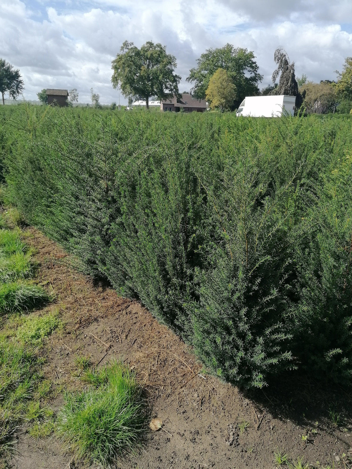 Heimische Eibe - Taxus baccata - Heckenpflanzen Thelen