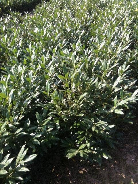 Kirschlorbeer Herbergii - Heckenpflanzen Thelen