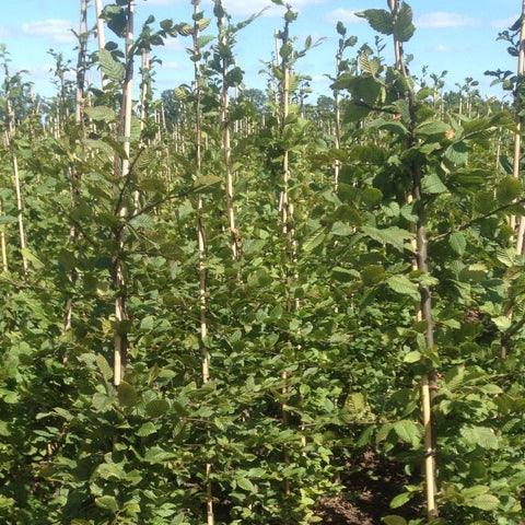 Hainbuche - Heckenpflanzen Thelen