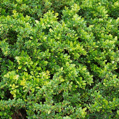 Collection image for: Stechpalme