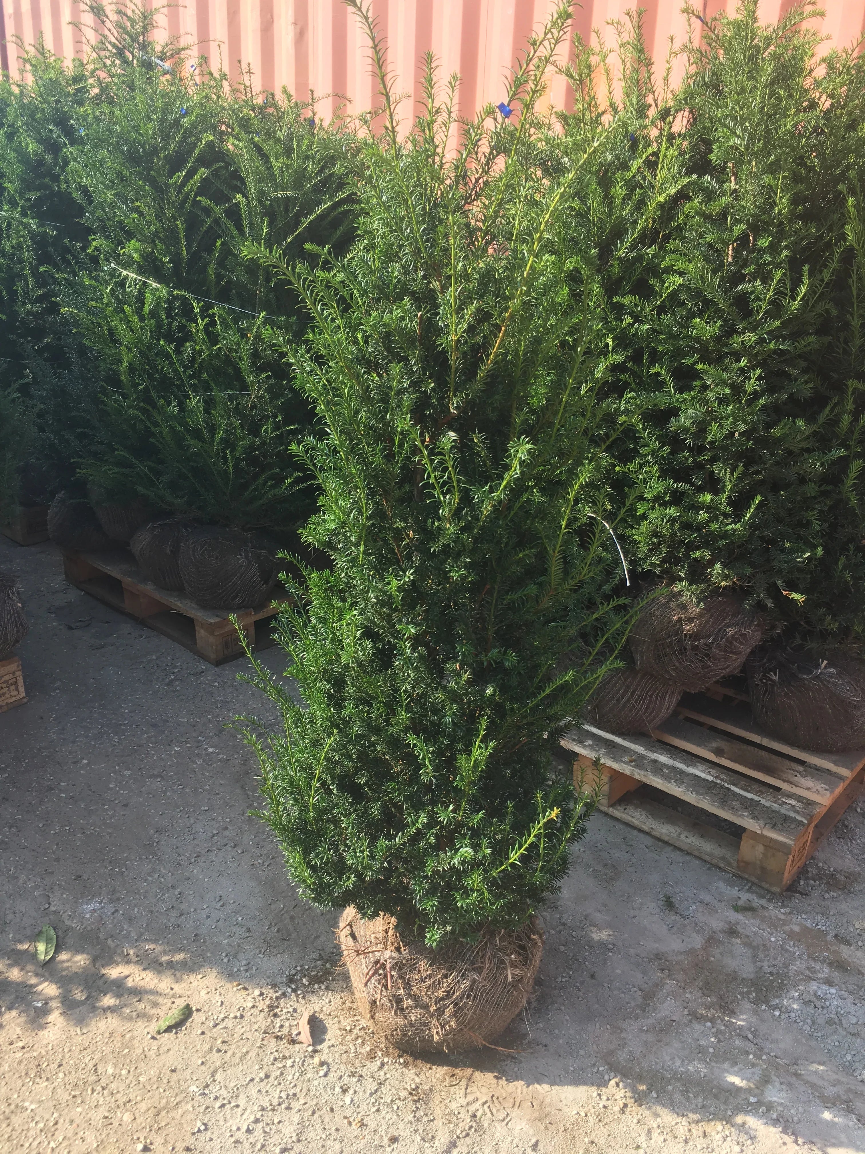 Heimische Eibe - Taxus baccata 120-140 cm Höhe - Heckenpflanzen Thelen