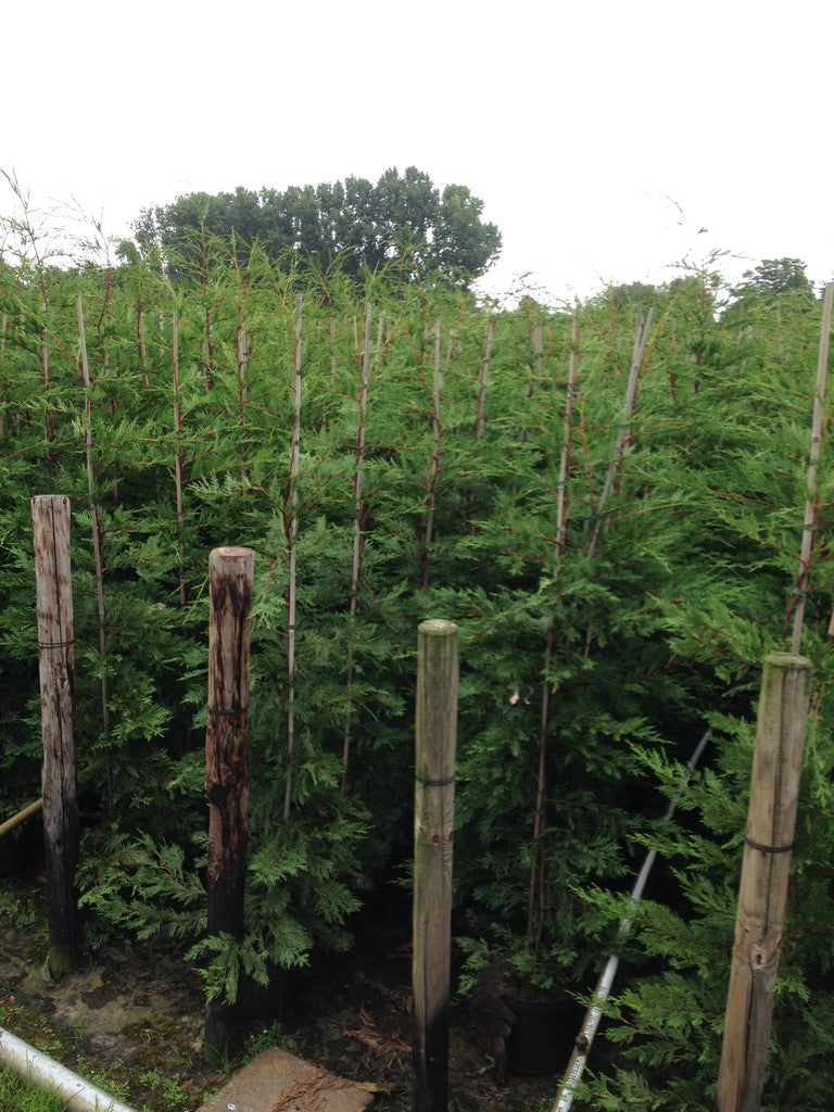 Leyland Zypresse / Bastardzypresse 175-200 cm Höhe Topfware