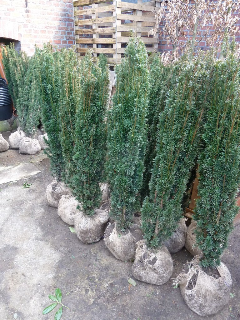 Fastigiata Robusta - Säuleneibe 120-140 cm Höhe