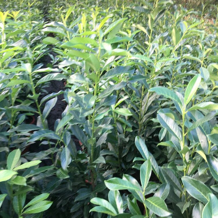 Kirschlorbeer Genolia 100-120 cm Höhe Topfware