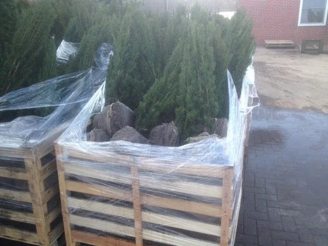 Fastigiata Robusta - Säuleneibe 80-100 cm Höhe - Heckenpflanzen Thelen