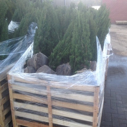 Fastigiata Robusta - Säuleneibe 60-70 cm Höhe