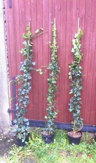 Irisches Efeu - Hedera hibernica Höhe 175-200 cm - Heckenpflanzen Thelen