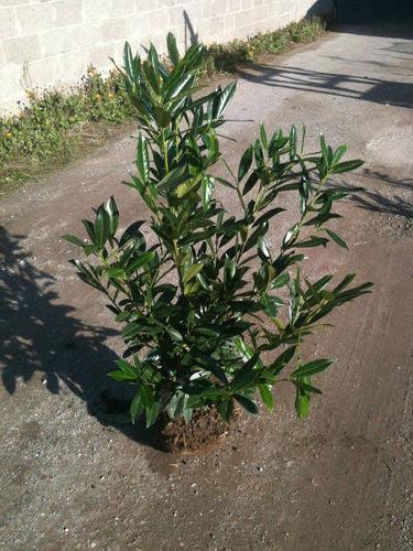 Kirschlorbeer - Kirschlorbeer Caucasica 100-120 cm Höhe Ballenware - Heckenpflanzen Thelen