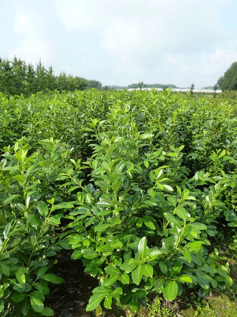Kirschlorbeer Rotundifolia 100-125 cm Höhe Ballenware - Heckenpflanzen Thelen