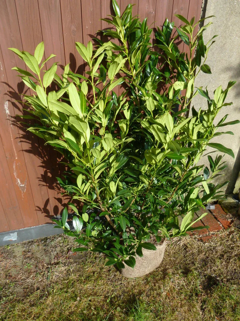 Kirschlorbeer Herbergii 100-125 cm Höhe Ballenware - Heckenpflanzen Thelen