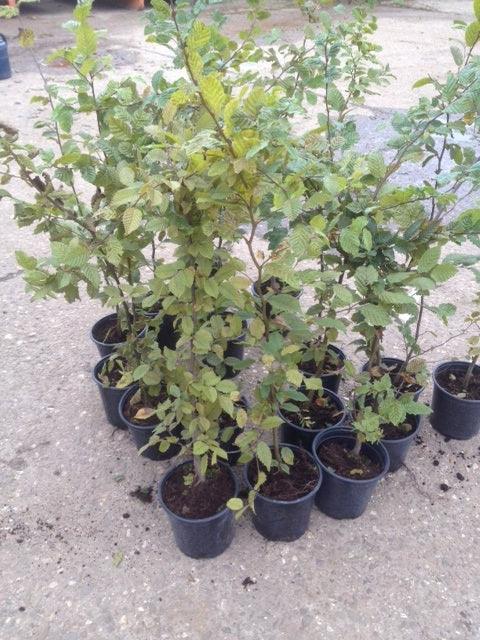 Hainbuche - Carpinus betulus 100 - 125 cm Topfware - Heckenpflanzen Thelen