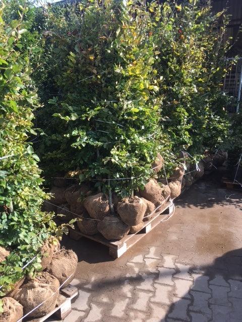 Rotbuche - Fagus sylvatica 175-200 cm Ballenware - Heckenpflanzen Thelen