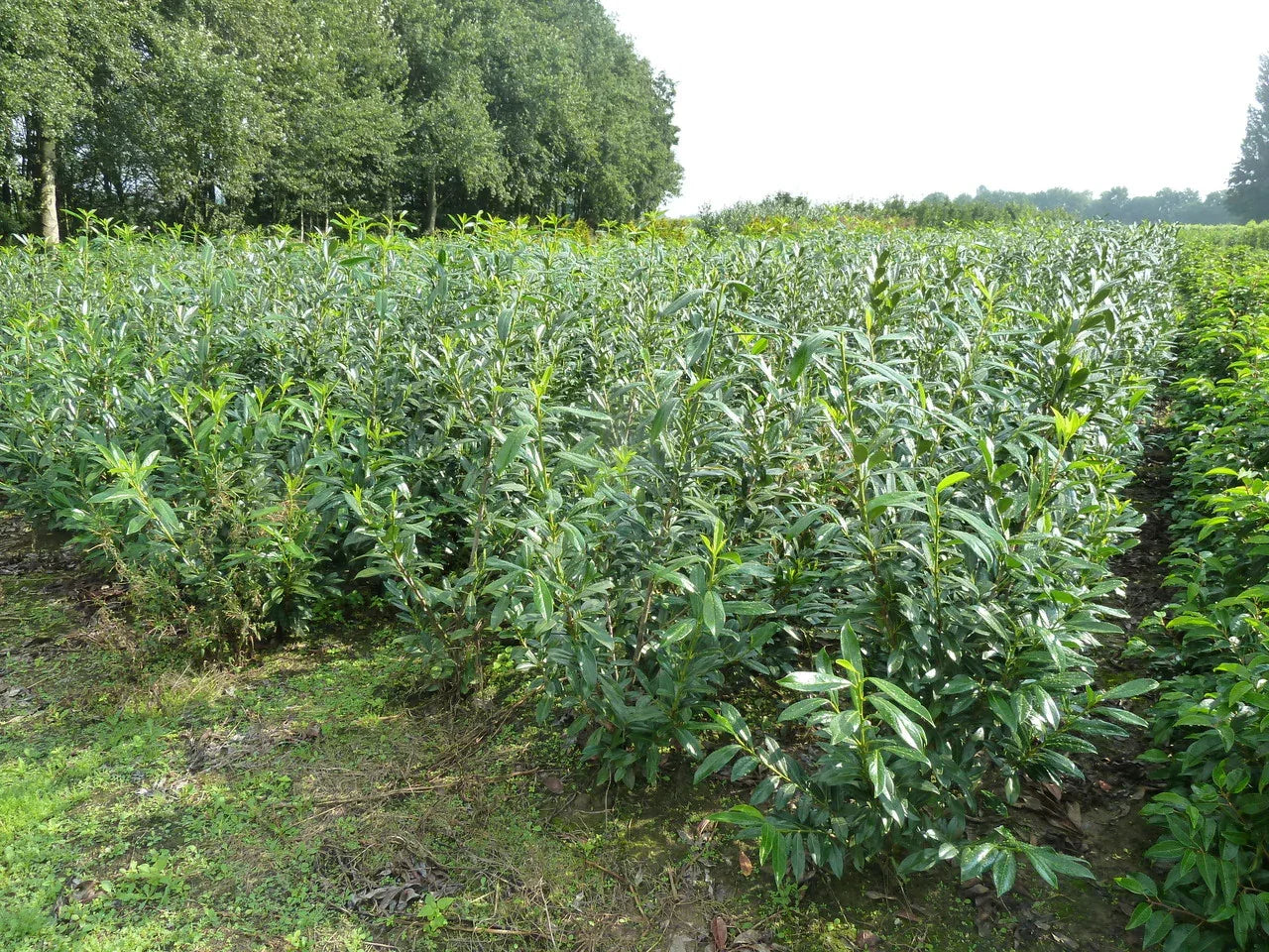 Kirschlorbeer - Kirschlorbeer Caucasica 120-140 cm Höhe Ballenware - Heckenpflanzen Thelen