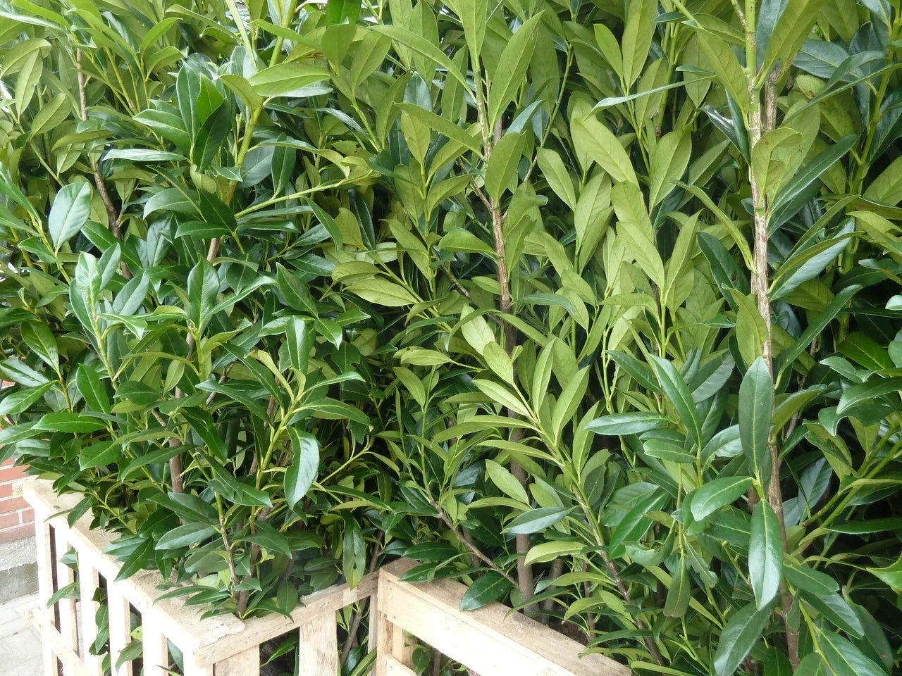 Kirschlorbeer - Kirschlorbeer Caucasica 140-160 cm Höhe Ballenware - Heckenpflanzen Thelen